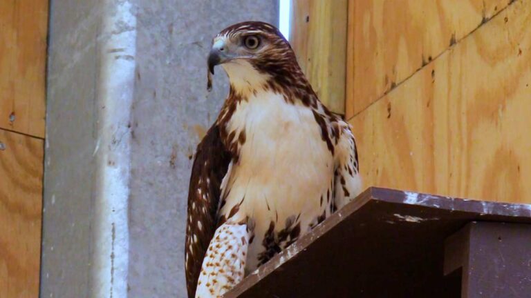 Hawk perched in the new raptor barn at the Willowbrook Wildlife Center