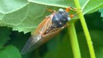 Photo of blue-eyed cicada in Laura Riordan's backyard
