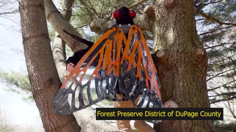 Screen grab of person dressed as cicada in tree in forest preserve viral video that caught eye of Stephen Colbert