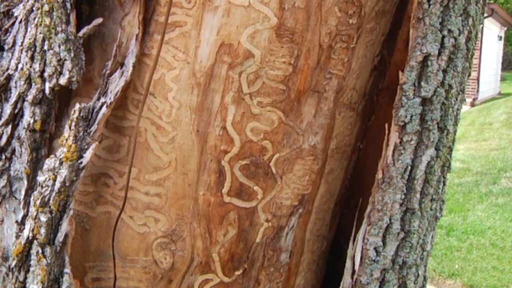 Close up of burr holes formed in tree bark by emerald ash borer beetle