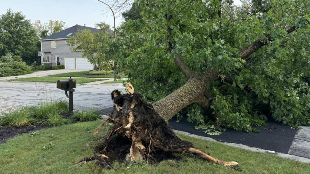 Toppled tree in Naperville community