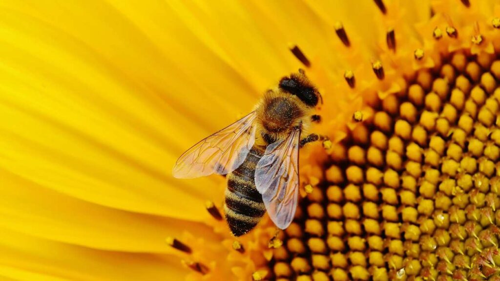 Close up of bee on sunflower