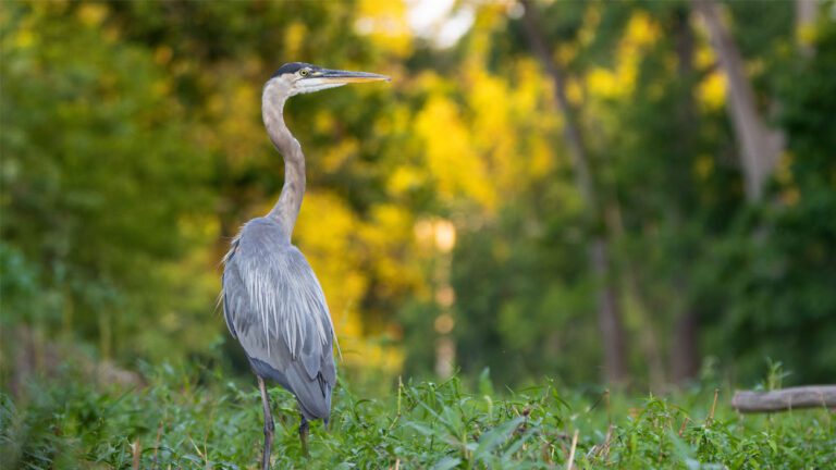 A bird stands in the grass