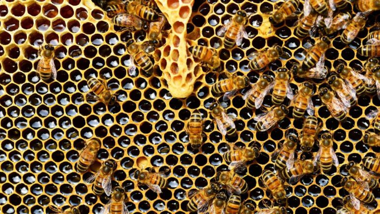 bees all over honeycomb