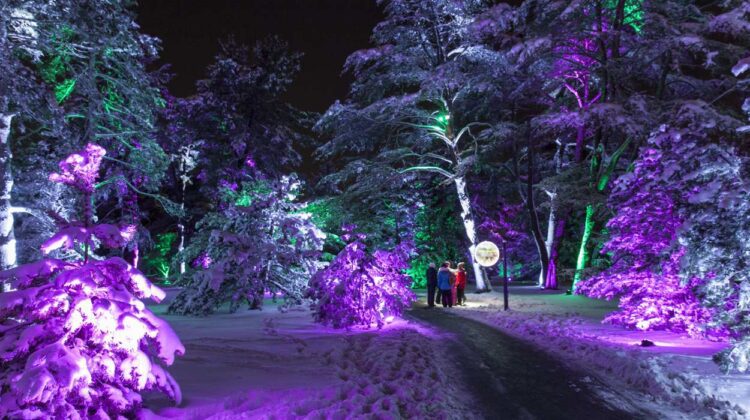 Colorful lights shine on trees with people on path at Morton Arboretum's Illumination