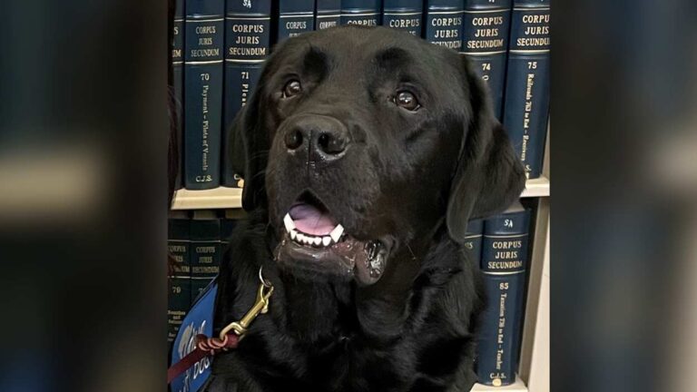 Close up of Crew, the new facility dog at the DuPage County State's Attorney's office