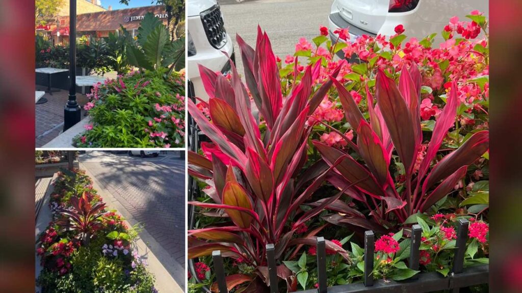 Various perennials, in shades of red and green, to be given away free in downtown Naperville