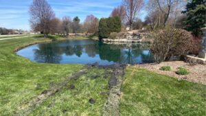 tire tracks in grass leading to pond where landscaper rescues driver from car after it becomes submerged