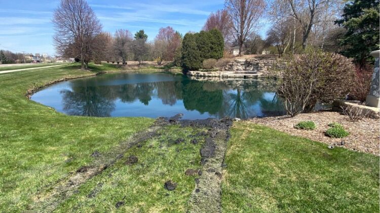 tire tracks in grass leading to pond where landscaper rescues driver from car after it becomes submerged