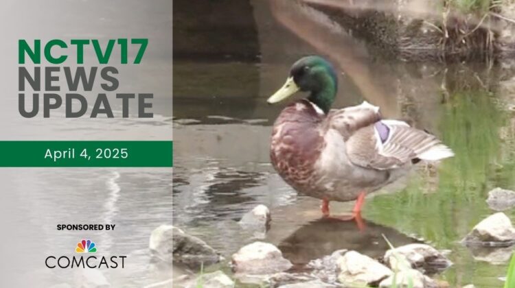 A mallard duck standing in water with the NCTV17 News Update watermark