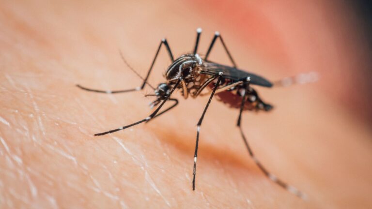 Close up of mosquito on person's skin
