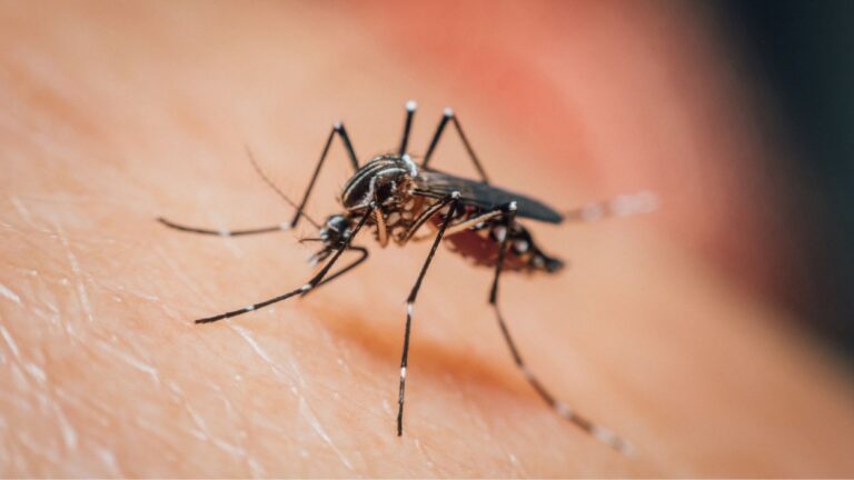Close up of mosquito on skin
