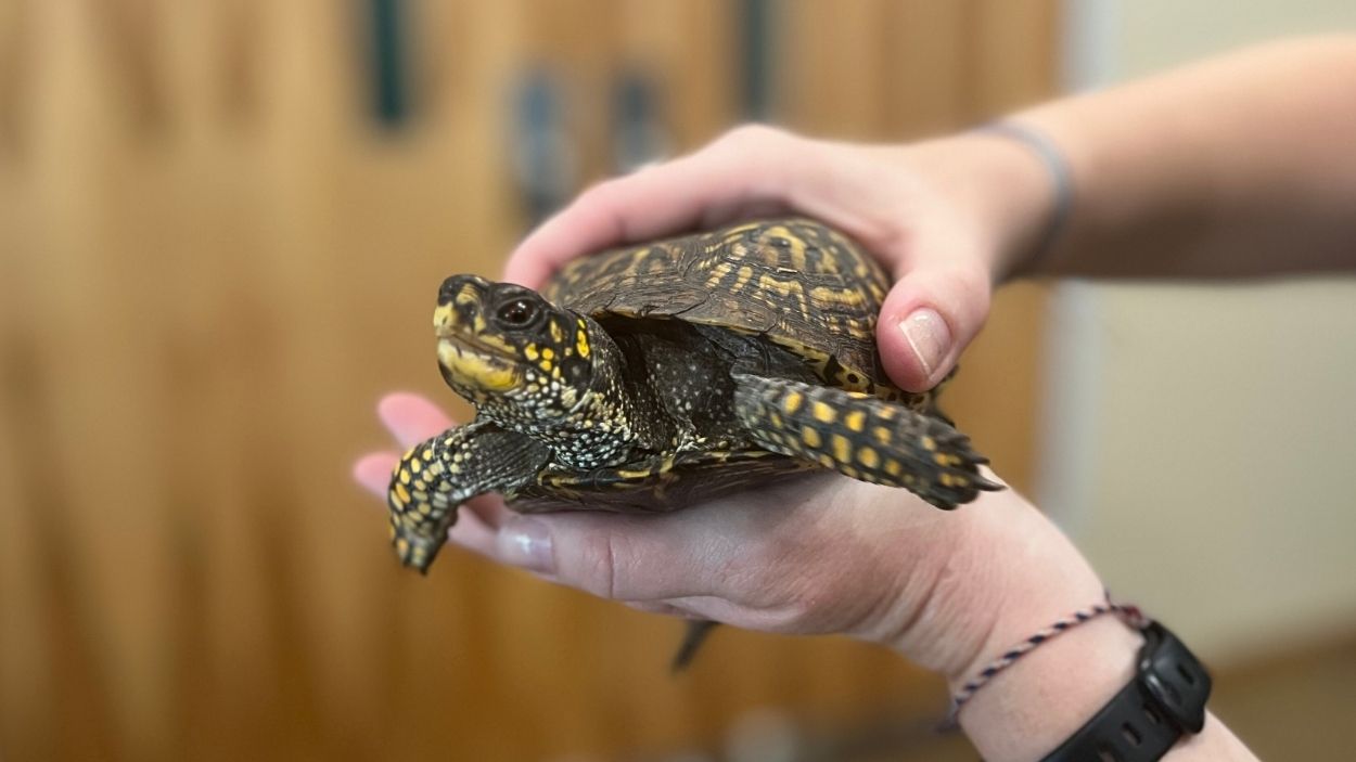 Isle a la Cache Museum gets new reptilian ambassador | NCTV17
