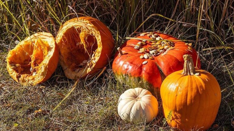 Image of decomposing pumpkins